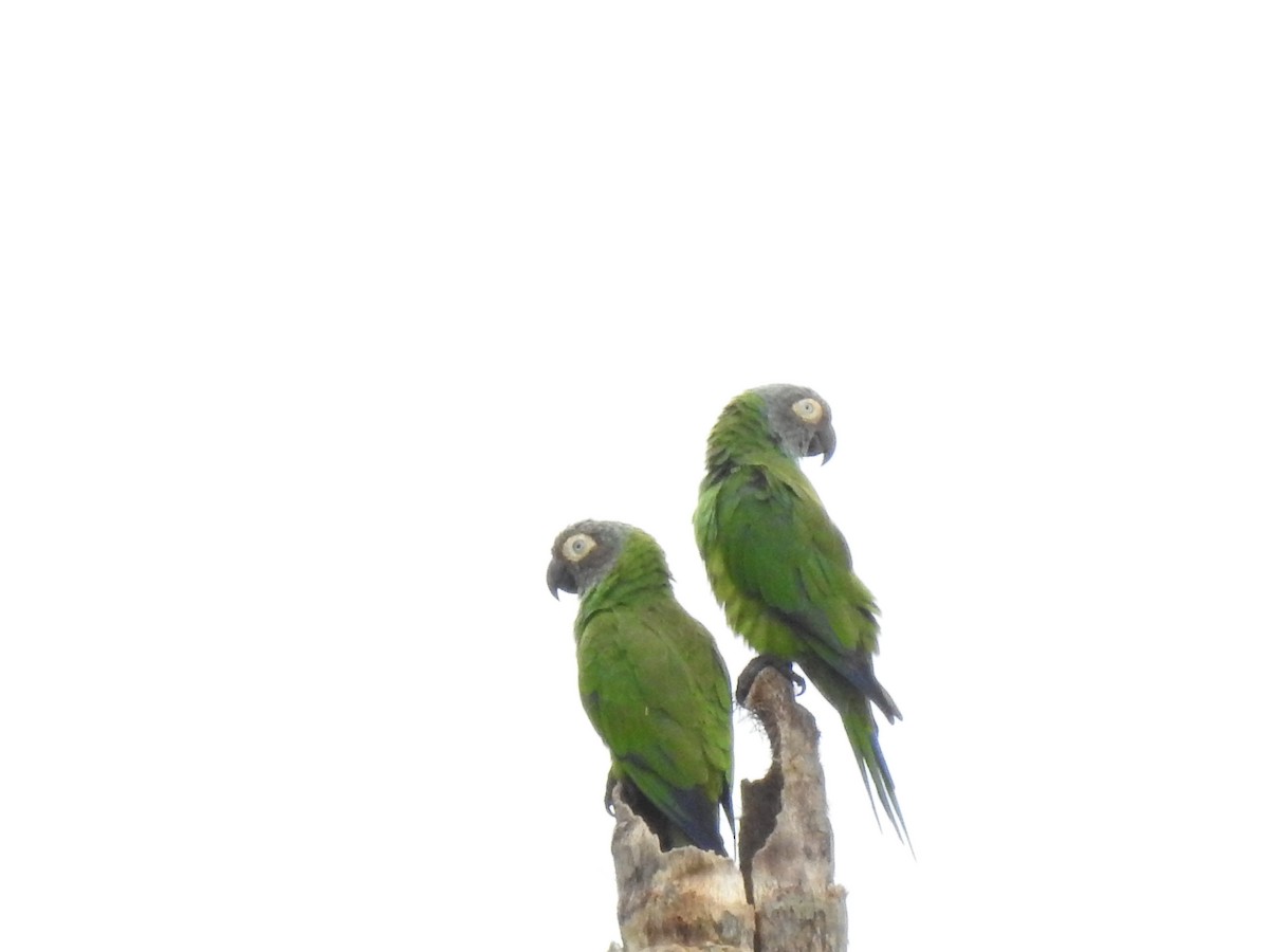 Dusky-headed Parakeet - ML603553561