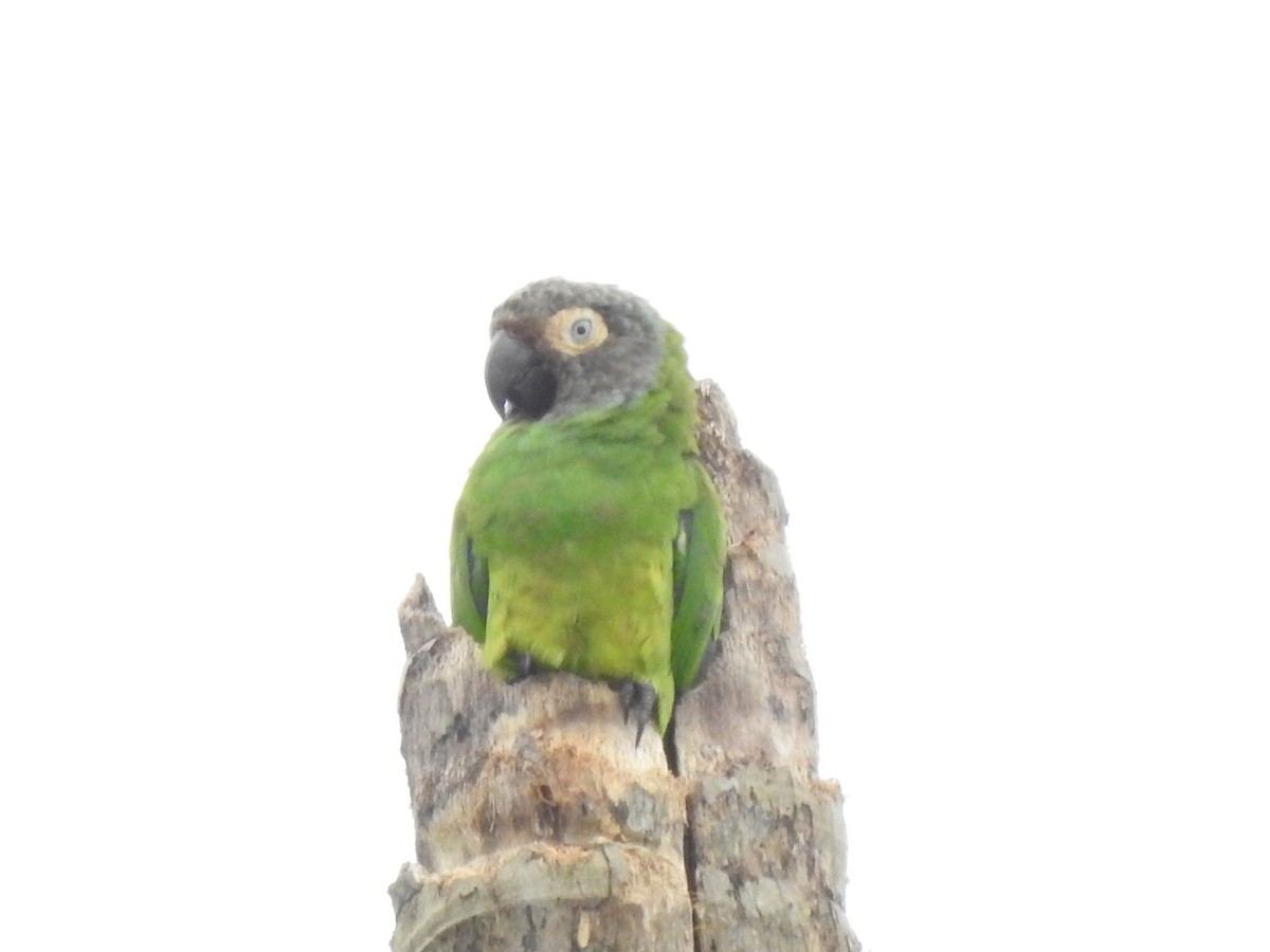 Dusky-headed Parakeet - Juan Carlos🦉 Crespo