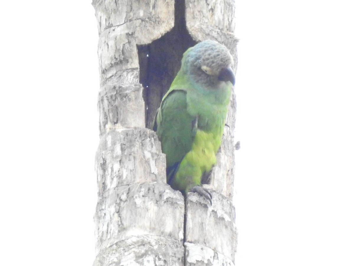 Dusky-headed Parakeet - Juan Carlos🦉 Crespo