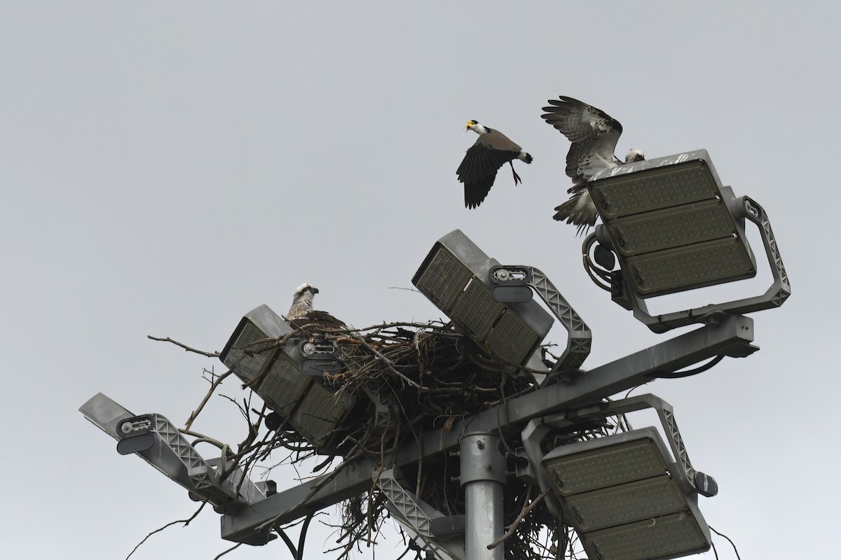 Osprey - Nathan  Ruser