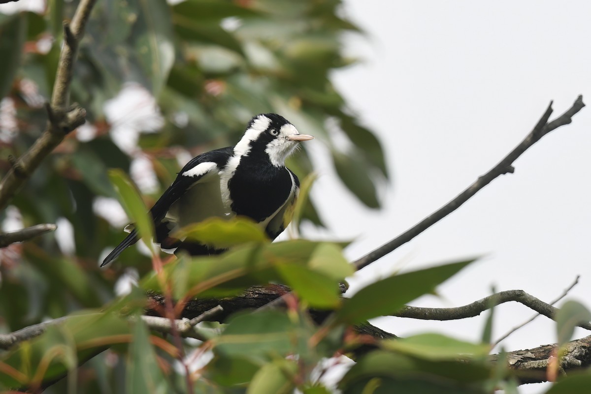 Magpie-lark - Nathan  Ruser