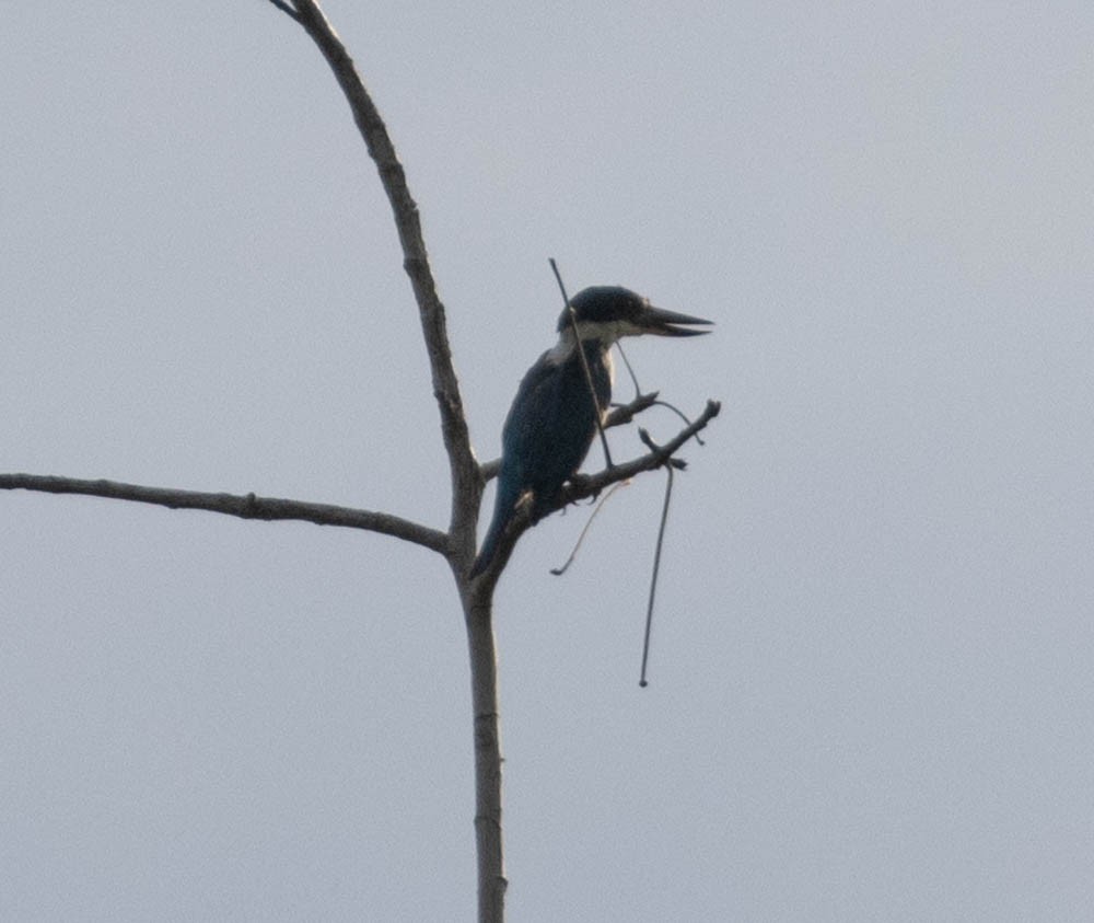 Collared Kingfisher - ML603555001