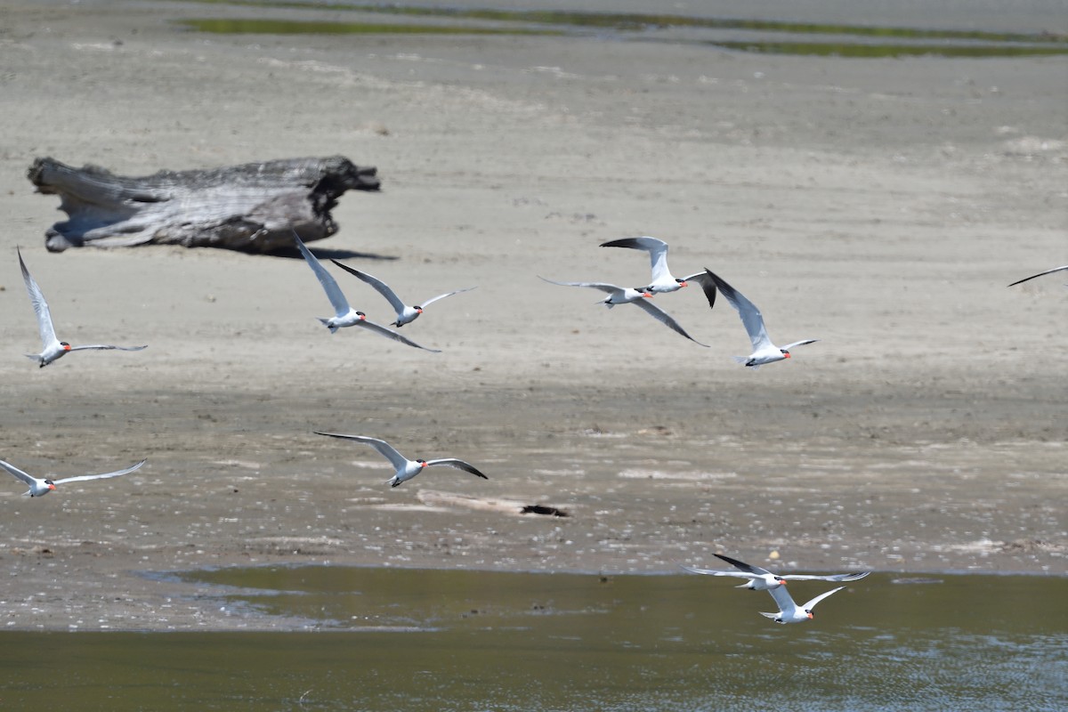 Caspian Tern - Emilie Strauss