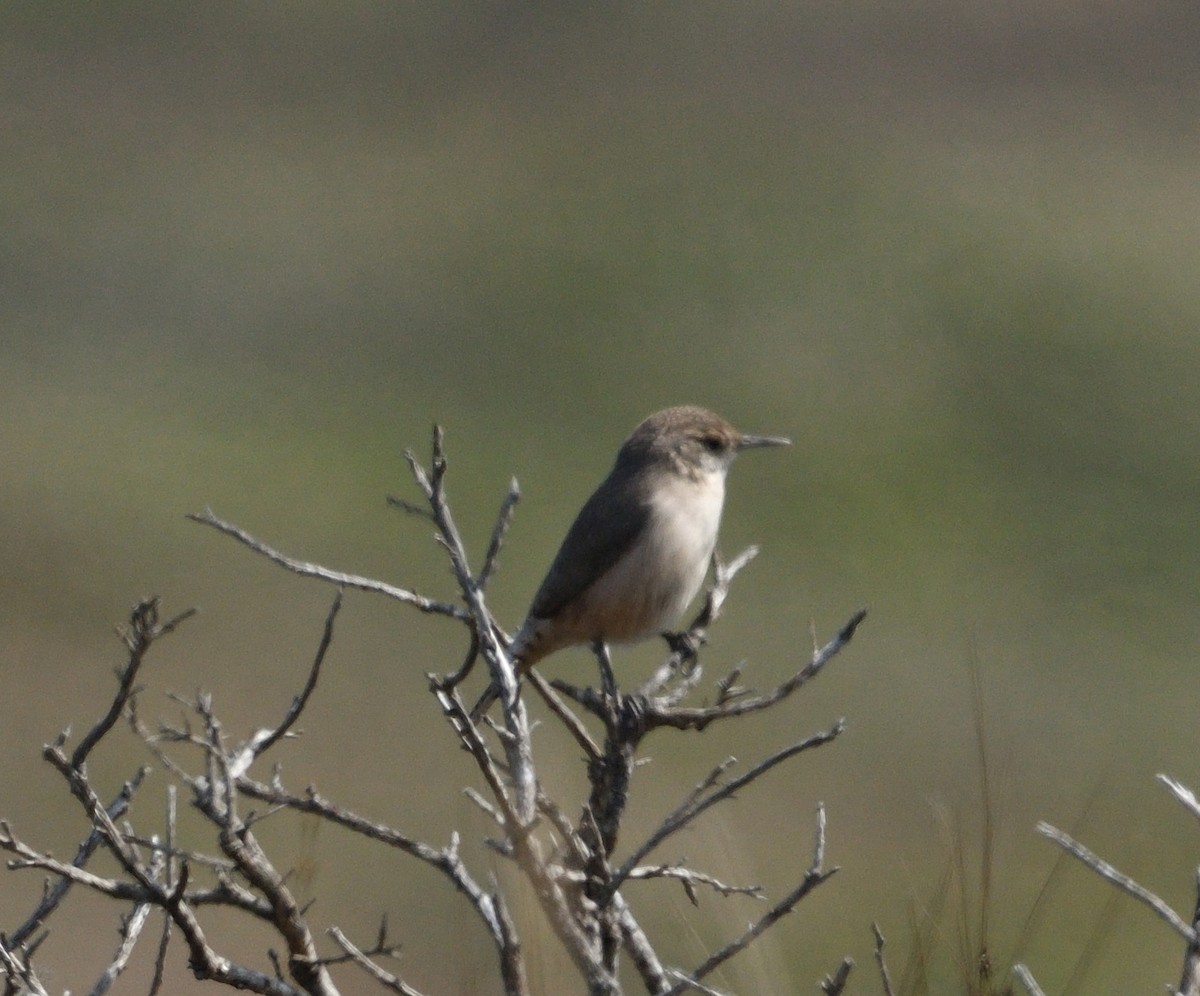 Rock Wren - Emilie Strauss