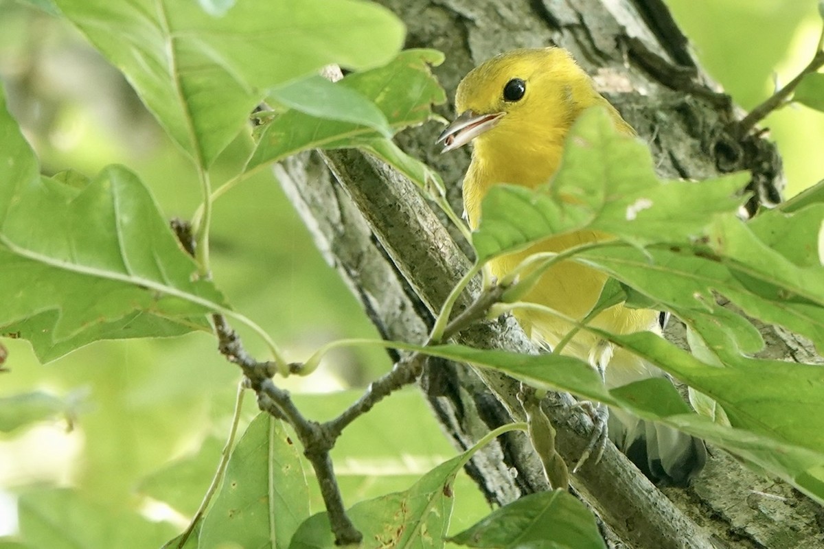 Prothonotary Warbler - ML603557371