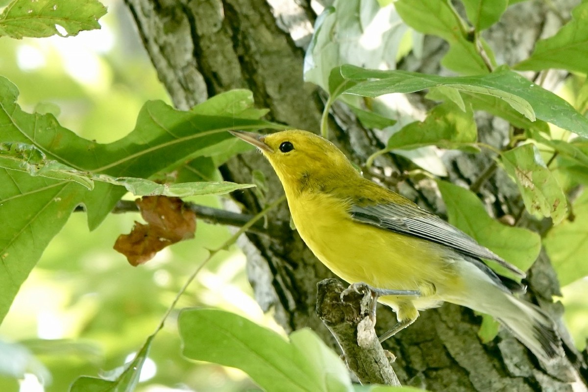 Prothonotary Warbler - ML603557381