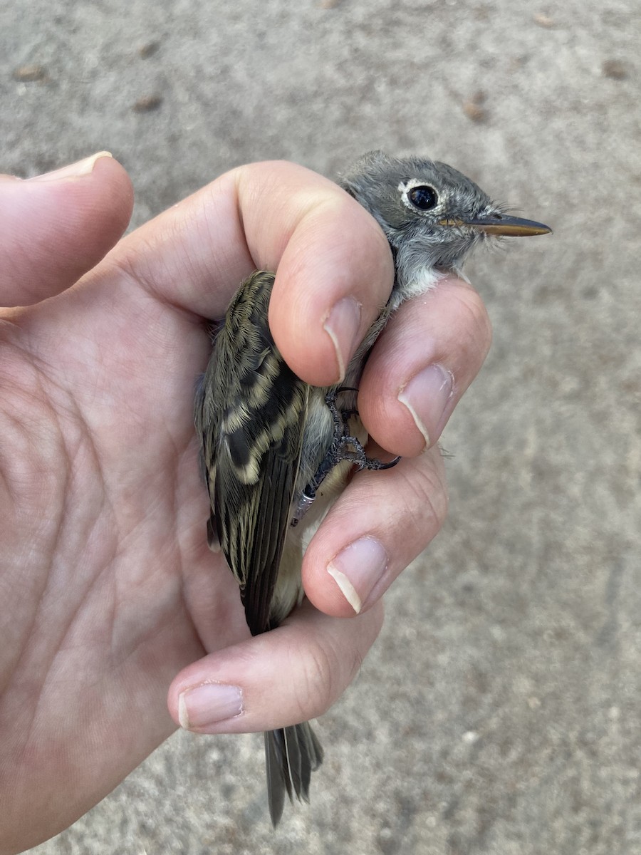 Dusky Flycatcher - ML603557431