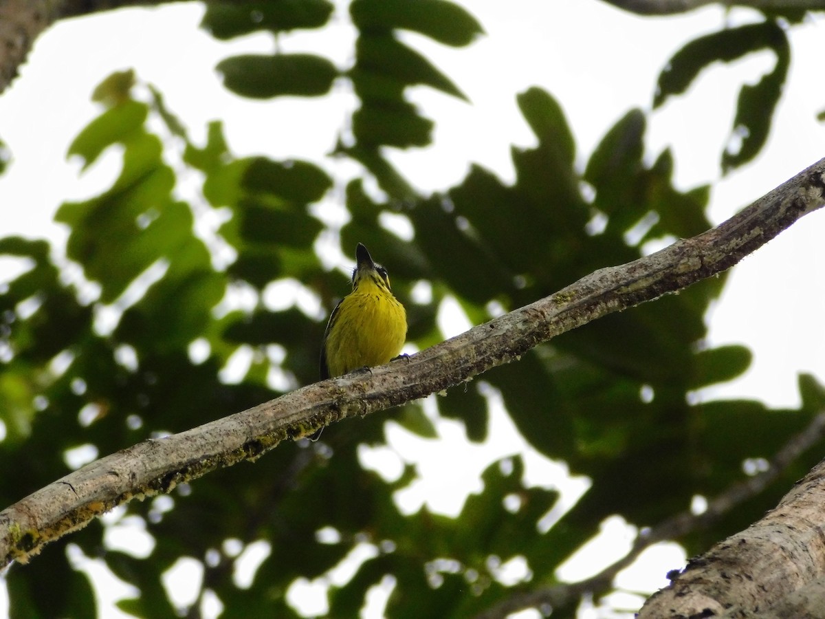 Yellow-browed Tody-Flycatcher - ML603558711