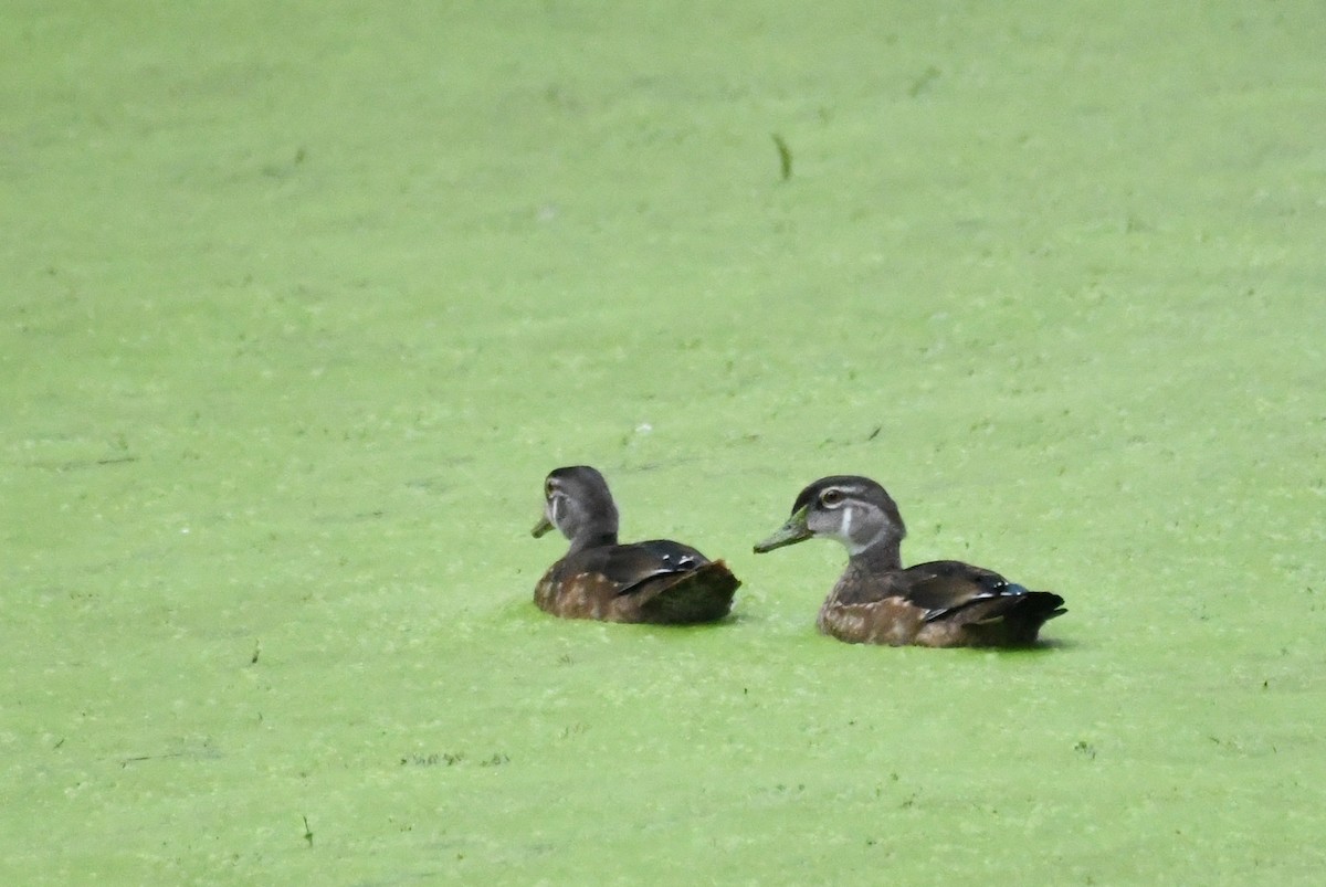 Wood Duck - ML603558831