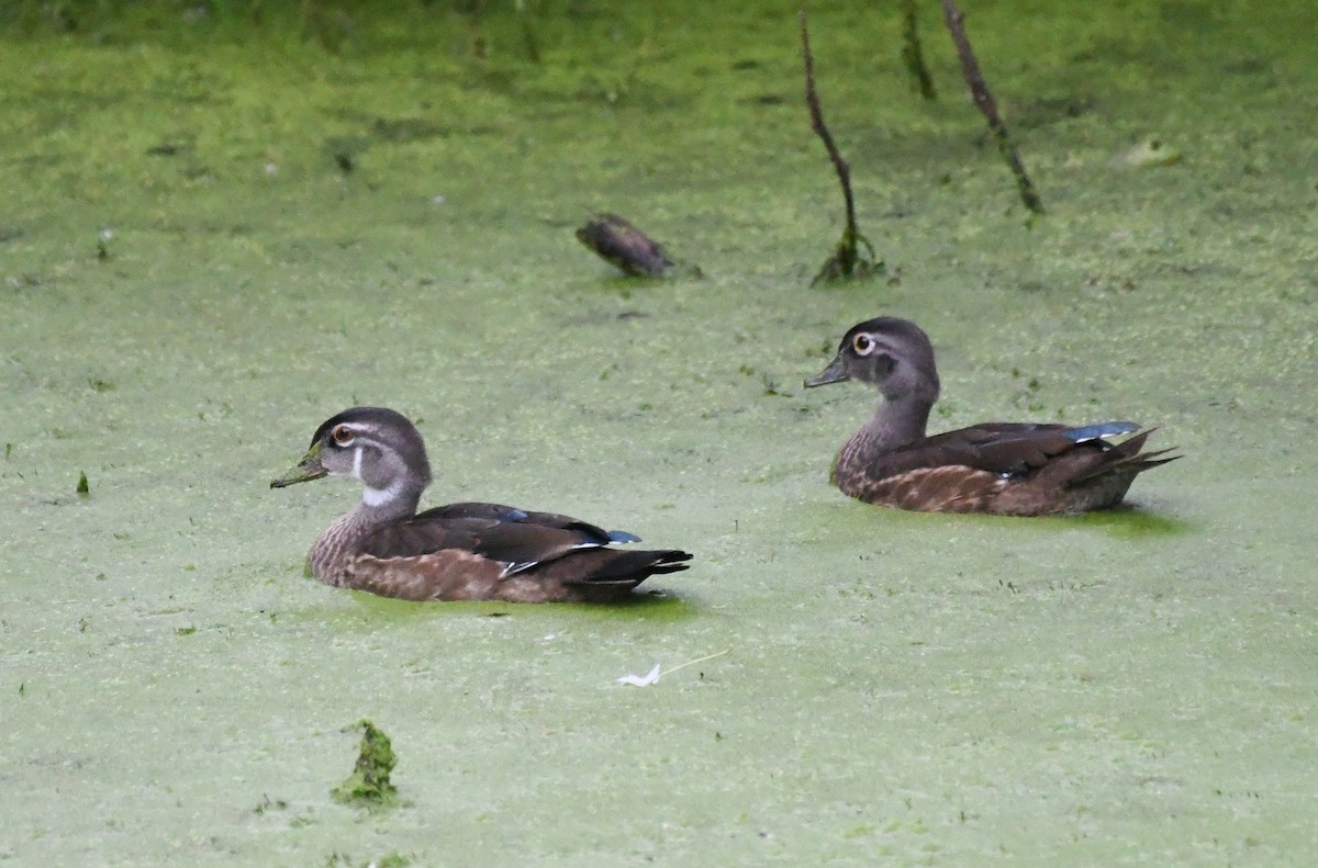 Wood Duck - ML603558841