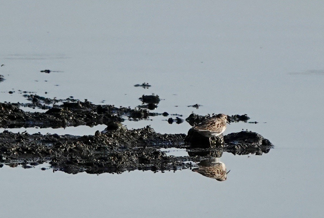 Least Sandpiper - ML603559221