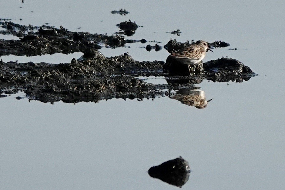 Least Sandpiper - ML603559231
