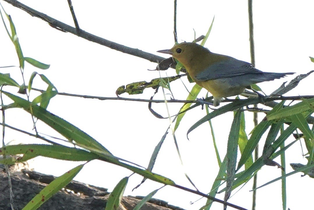 Prothonotary Warbler - ML603559391