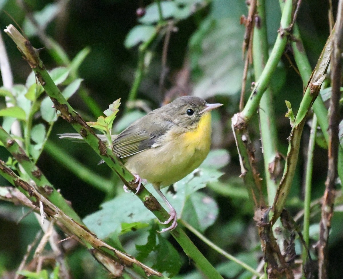 Common Yellowthroat - ML603559461