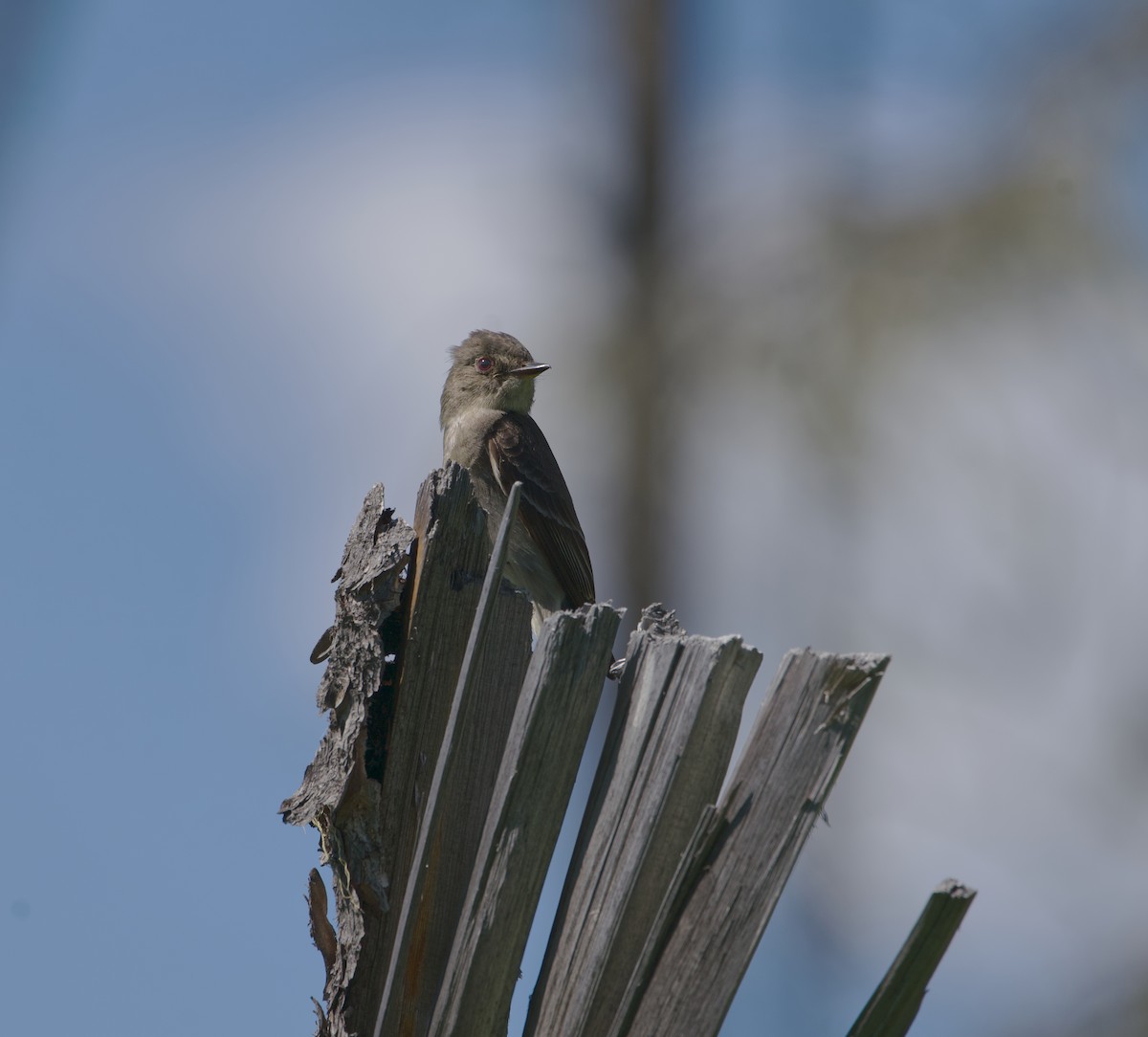 Olive-sided Flycatcher - ML603559721