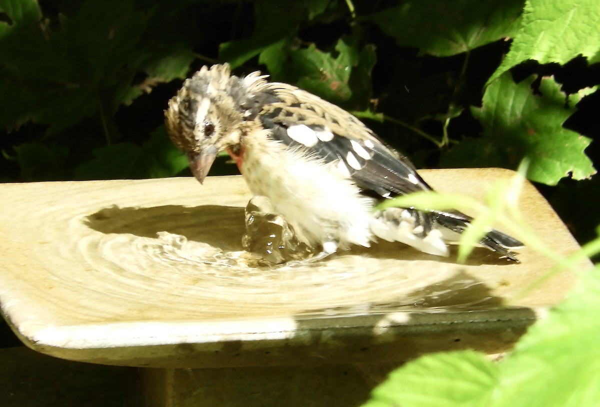 Rose-breasted Grosbeak - ML603560221