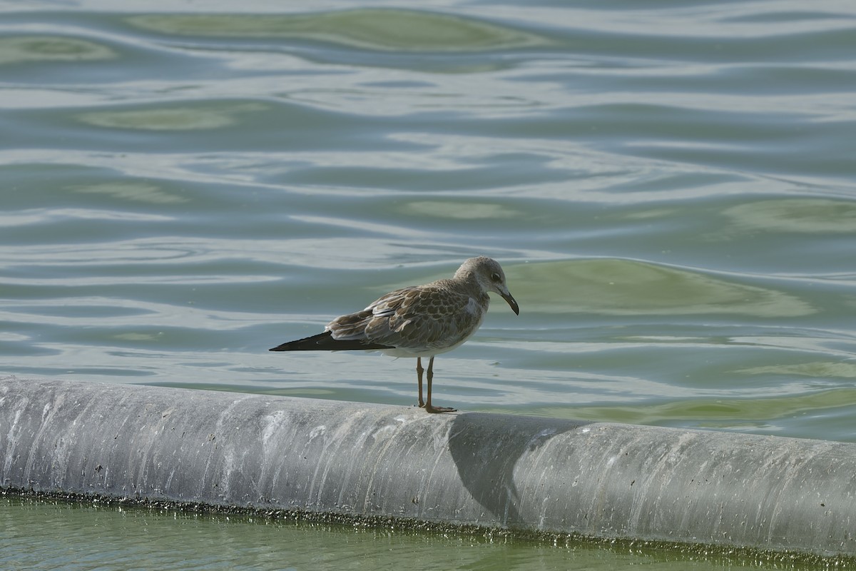 Gaviota Guanaguanare - ML603560741