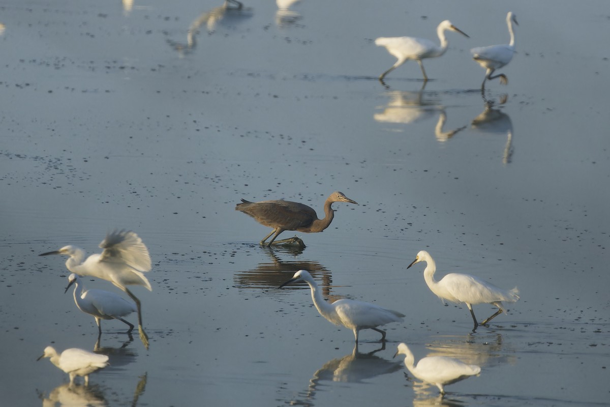 Reddish Egret - ML603560811