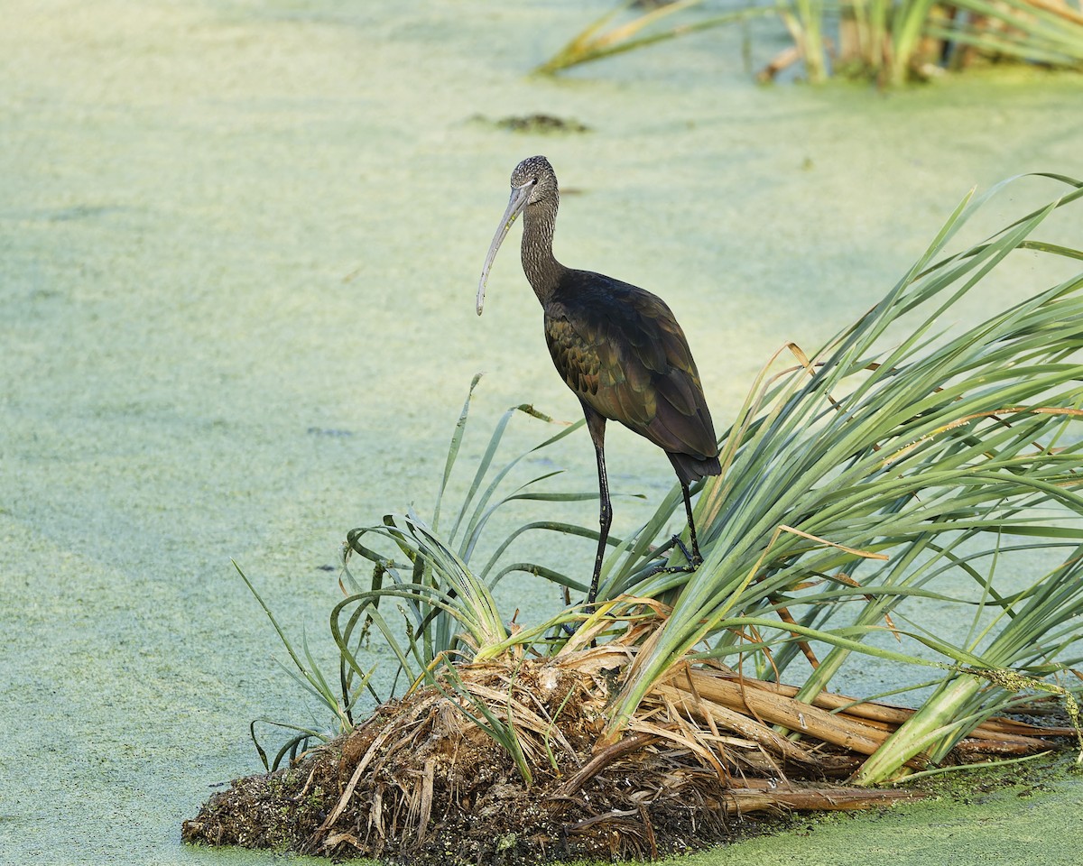 White-faced Ibis - ML603560921