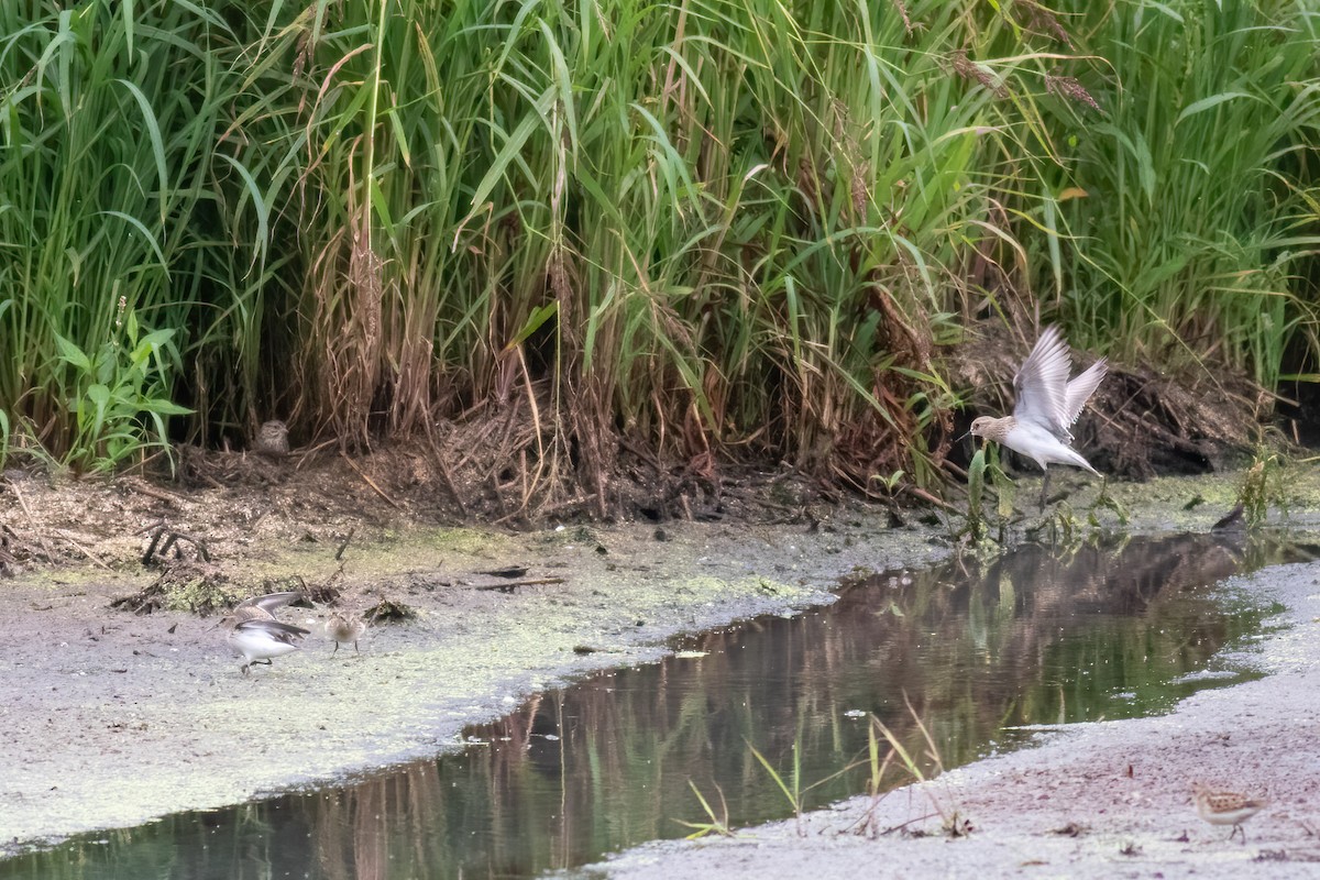 Baird's Sandpiper - ML603560951