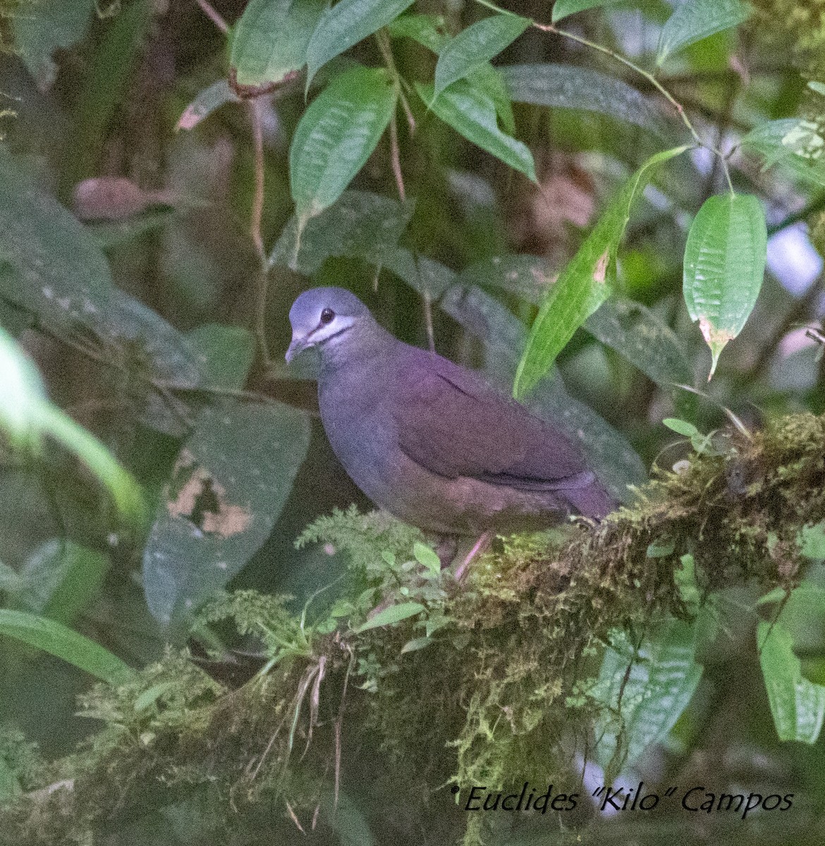 Purplish-backed Quail-Dove - Euclides "Kilo" Campos