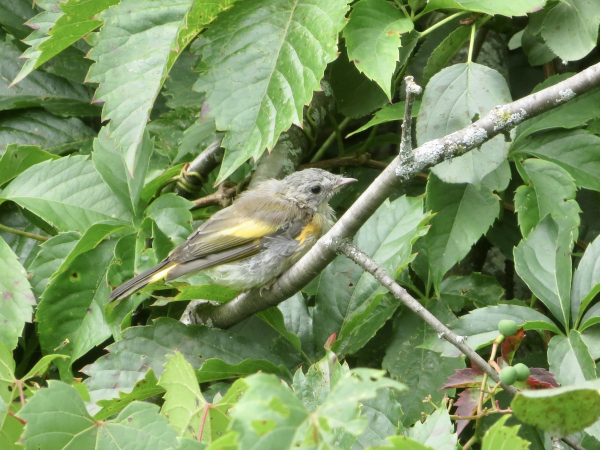 American Redstart - ML603561571