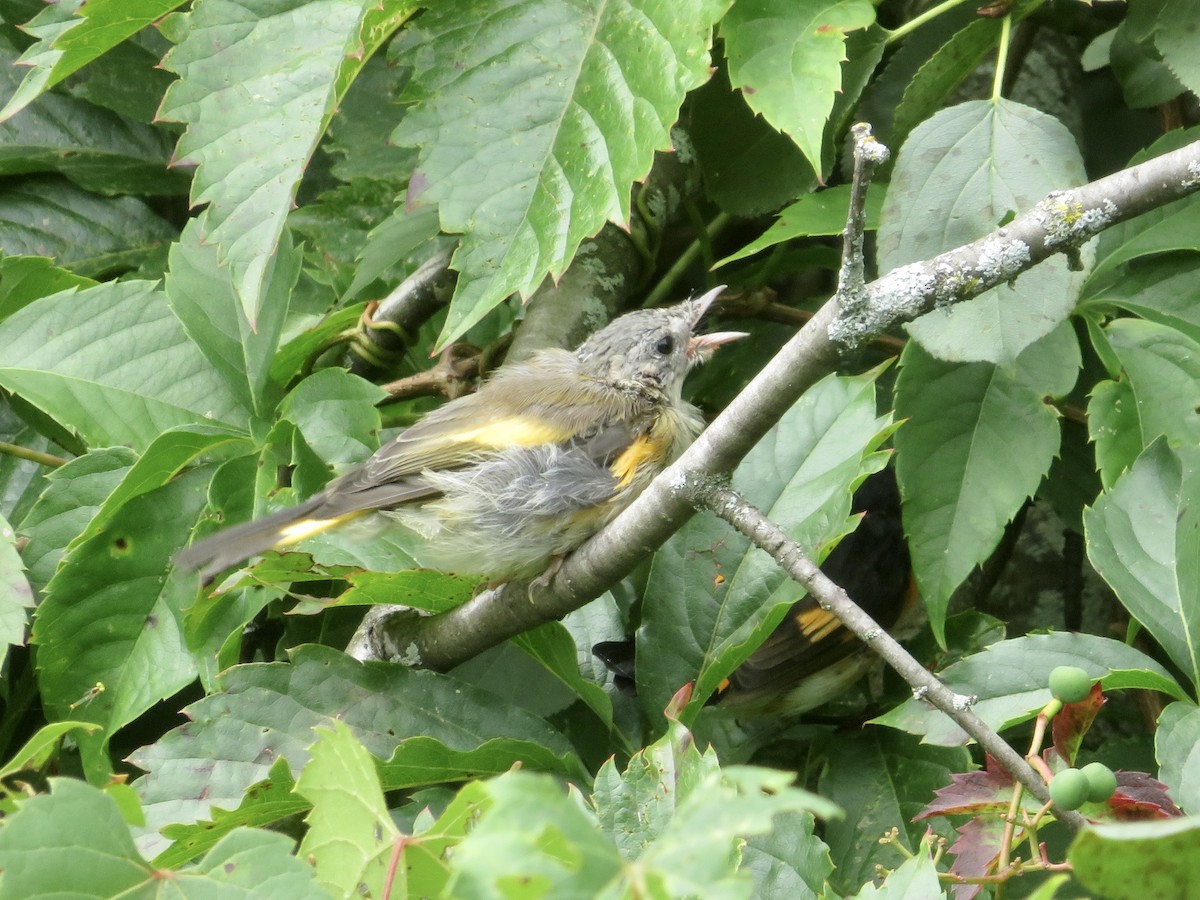 American Redstart - ML603561581