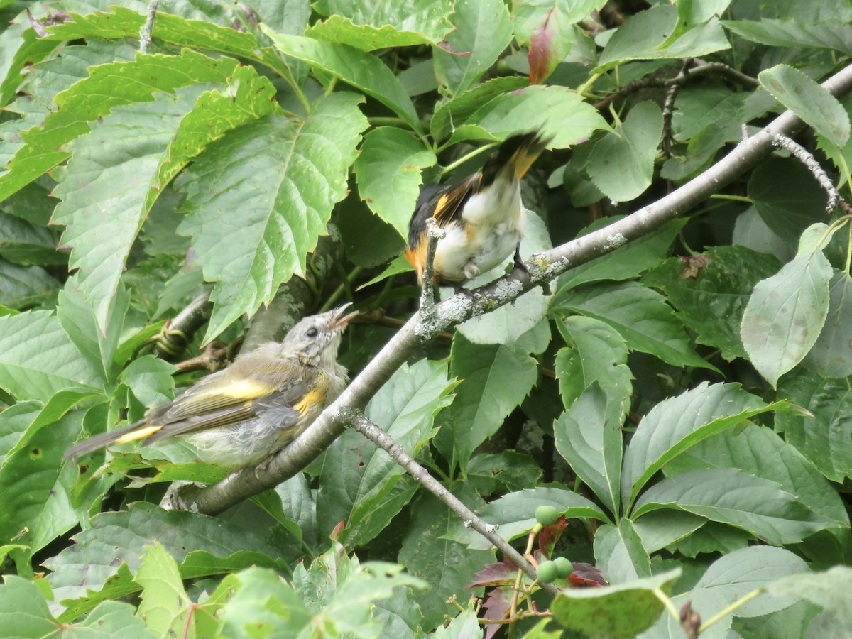 American Redstart - ML603561601