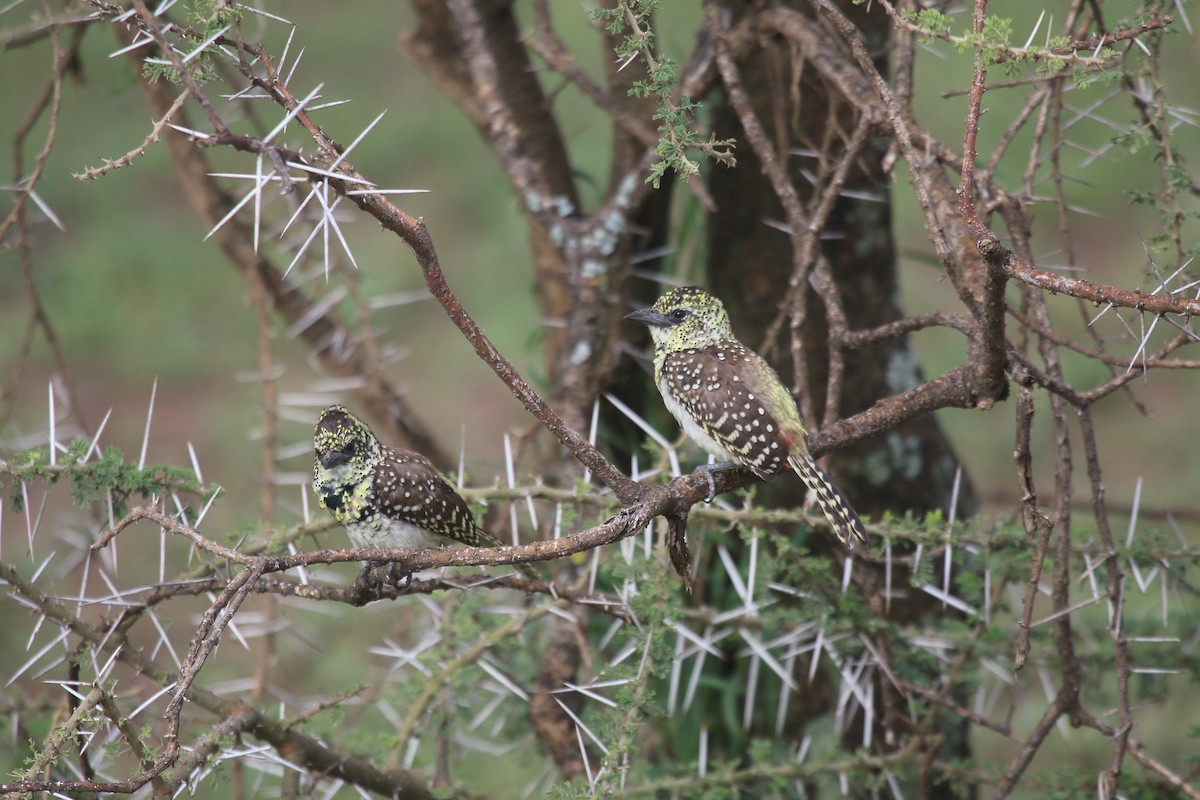 D'Arnaud's Barbet - ML603561701