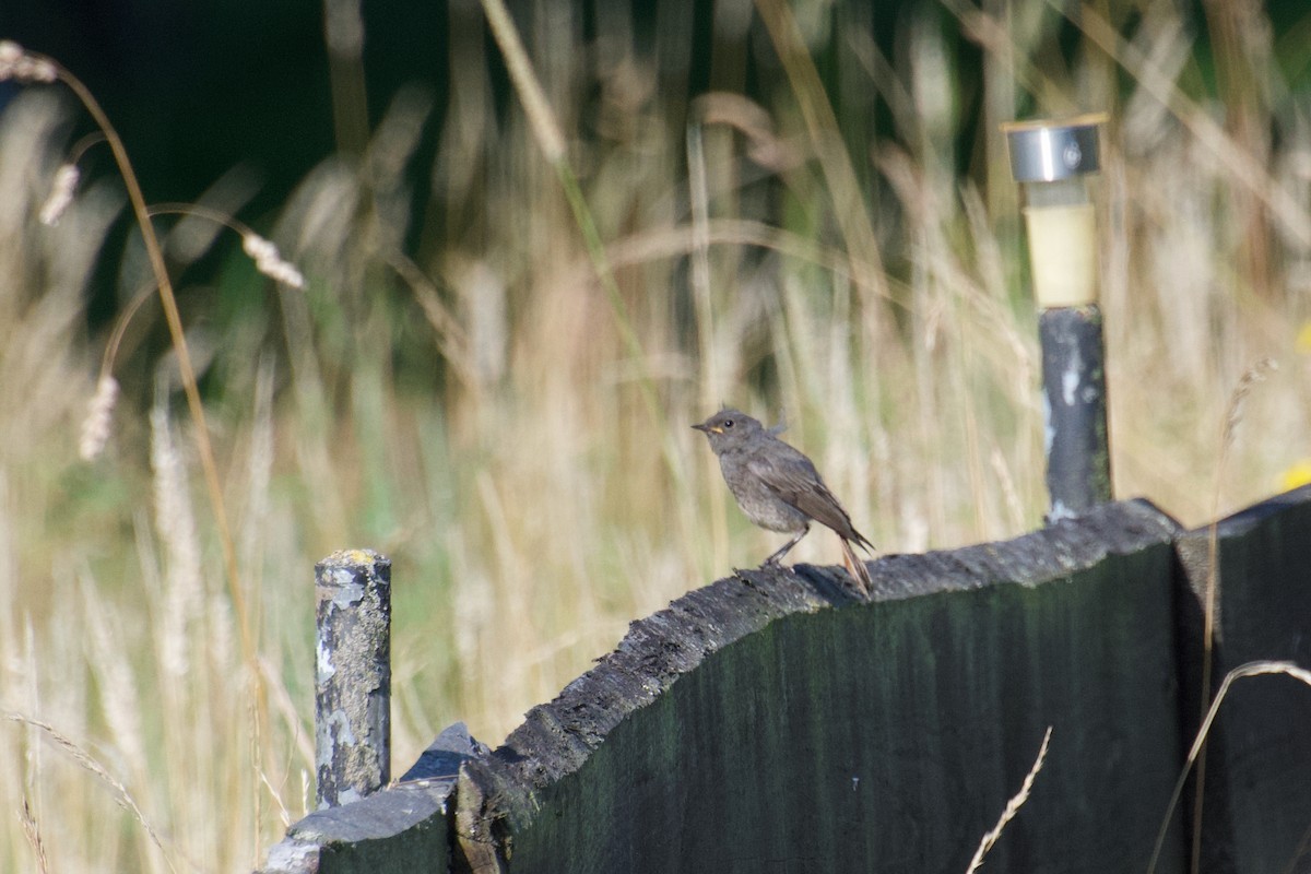 Black Redstart - ML603561811