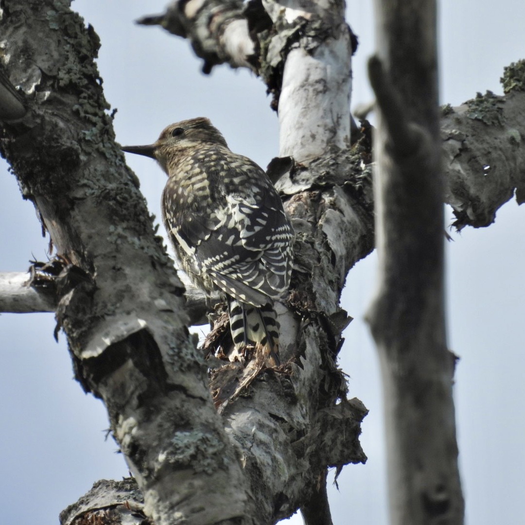 Yellow-bellied Sapsucker - Deb Diane