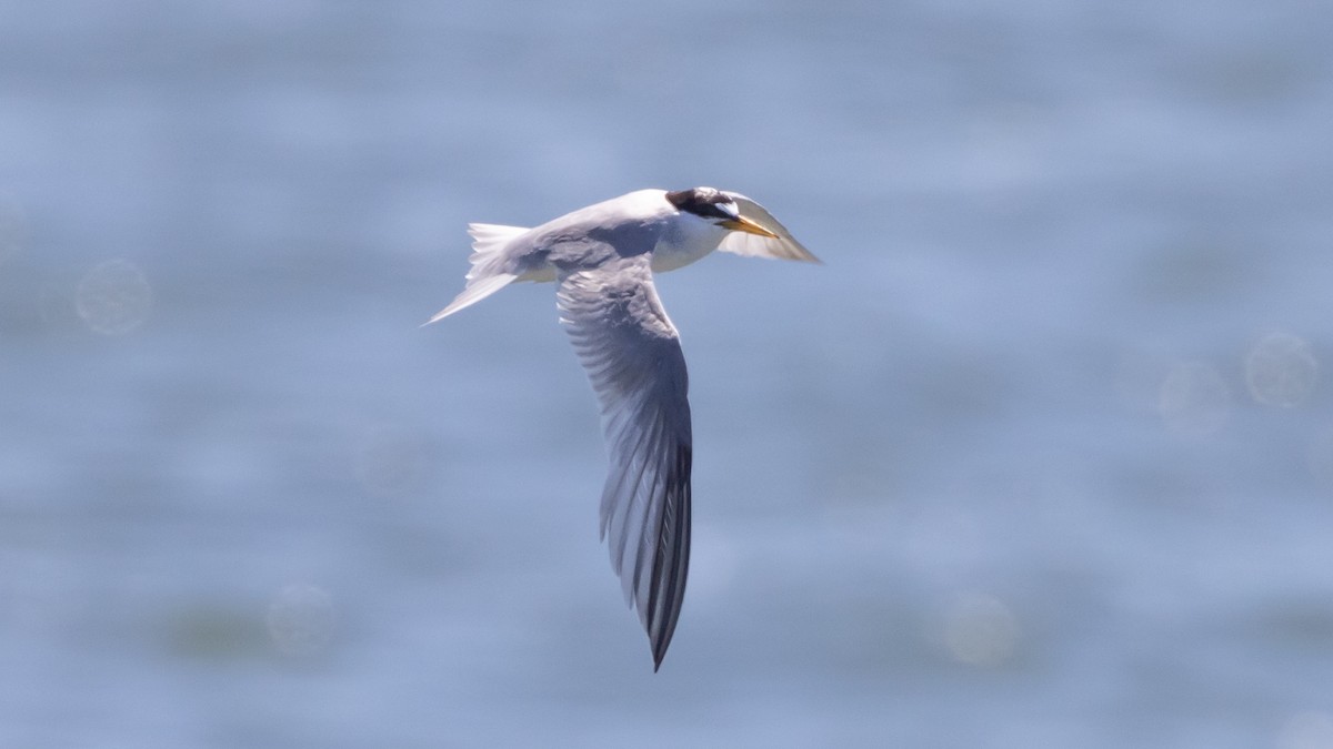 Least Tern - Patrick Robinson