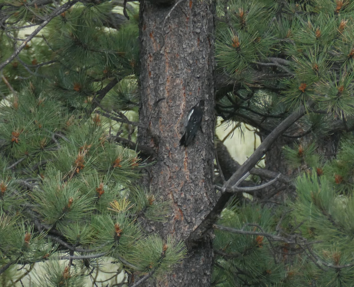 Williamson's Sapsucker - ML603563241