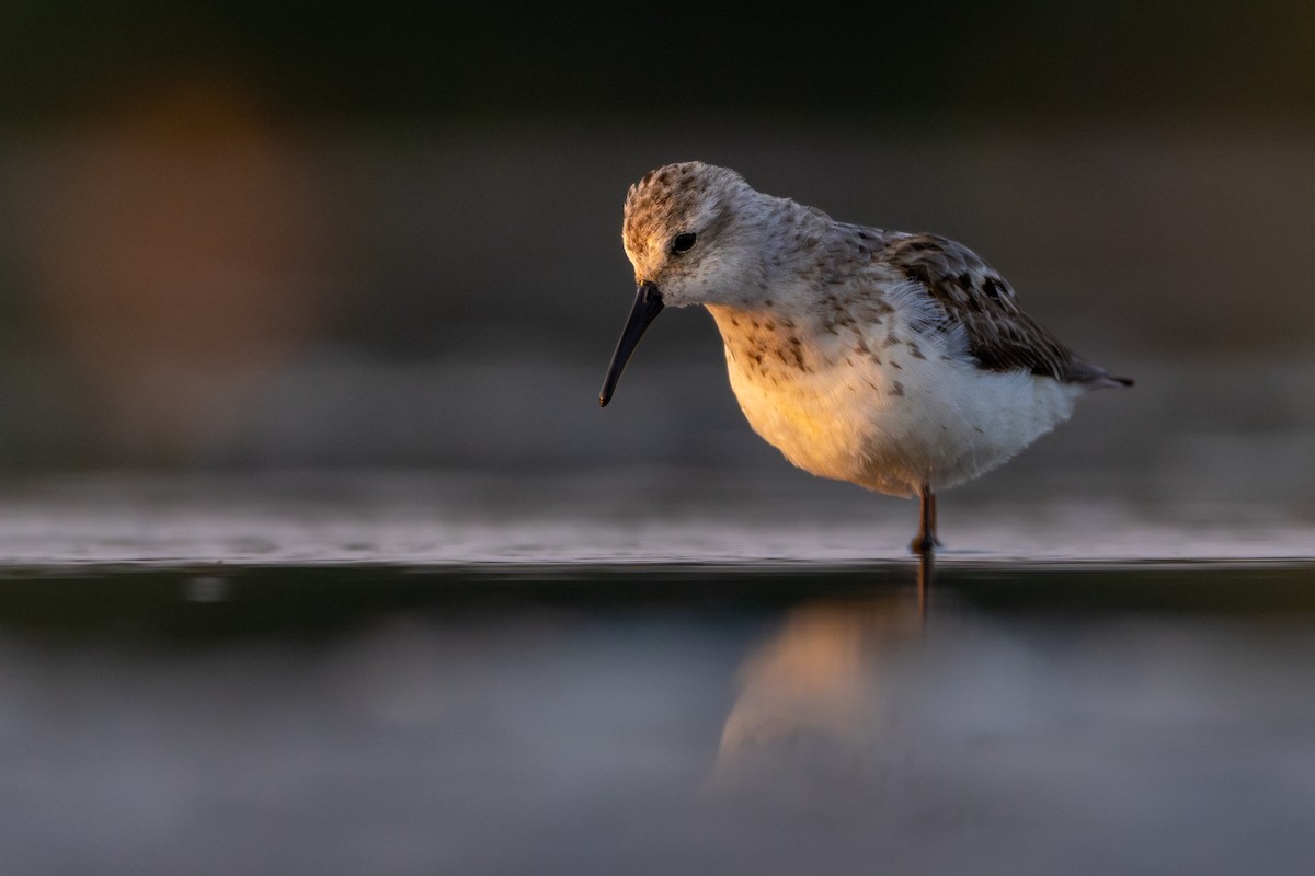 Western Sandpiper - ML603563711