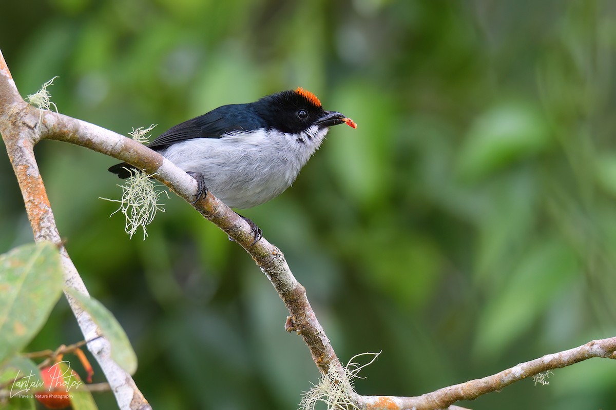 Flame-crowned Flowerpecker - ML603564361