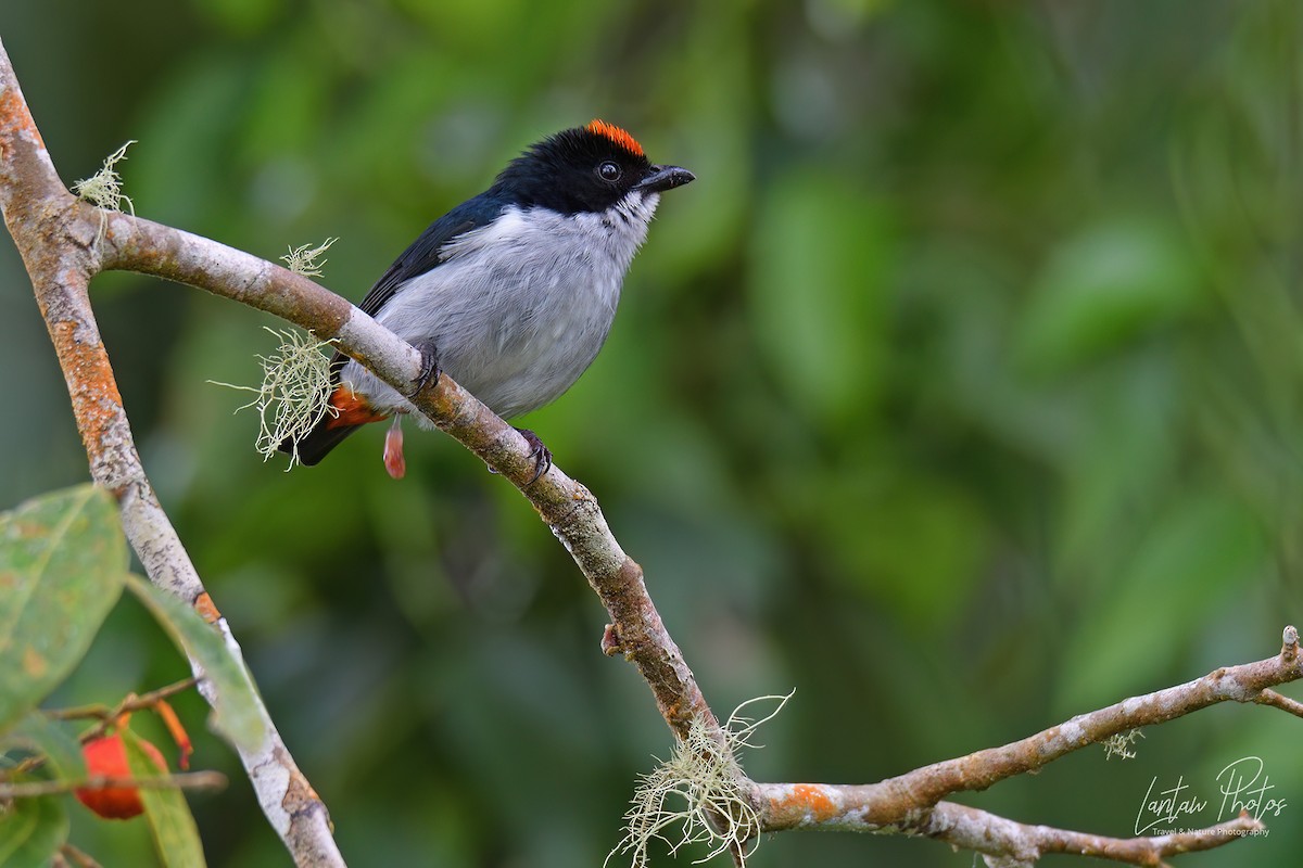 Flame-crowned Flowerpecker - ML603564381