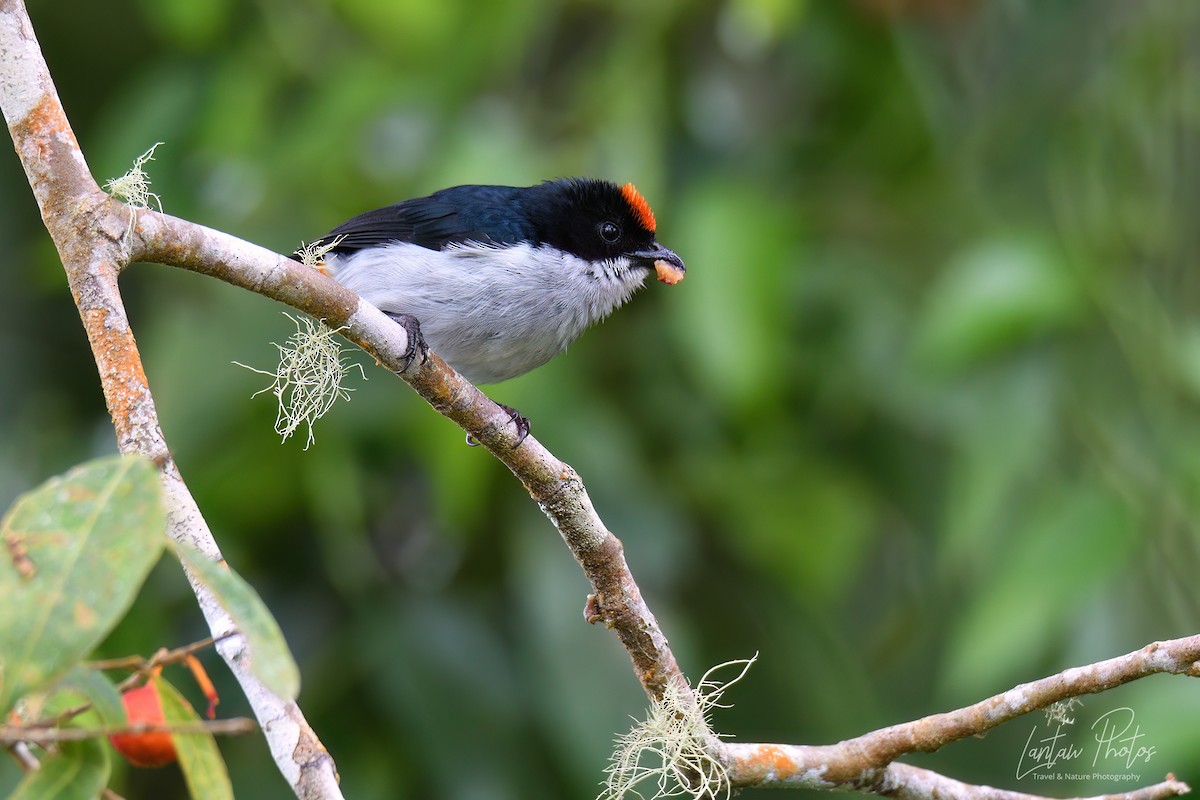 Flame-crowned Flowerpecker - ML603564391