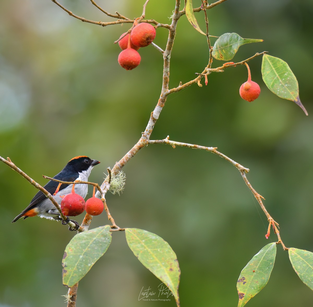 Flame-crowned Flowerpecker - ML603564411