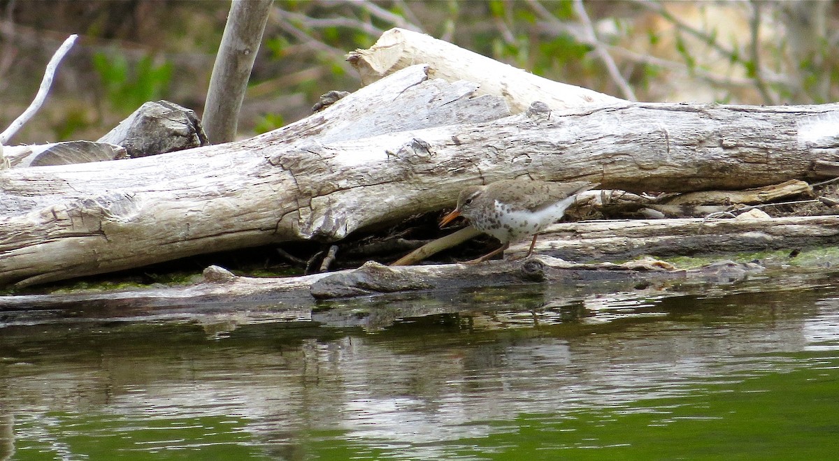 Spotted Sandpiper - ML60356531