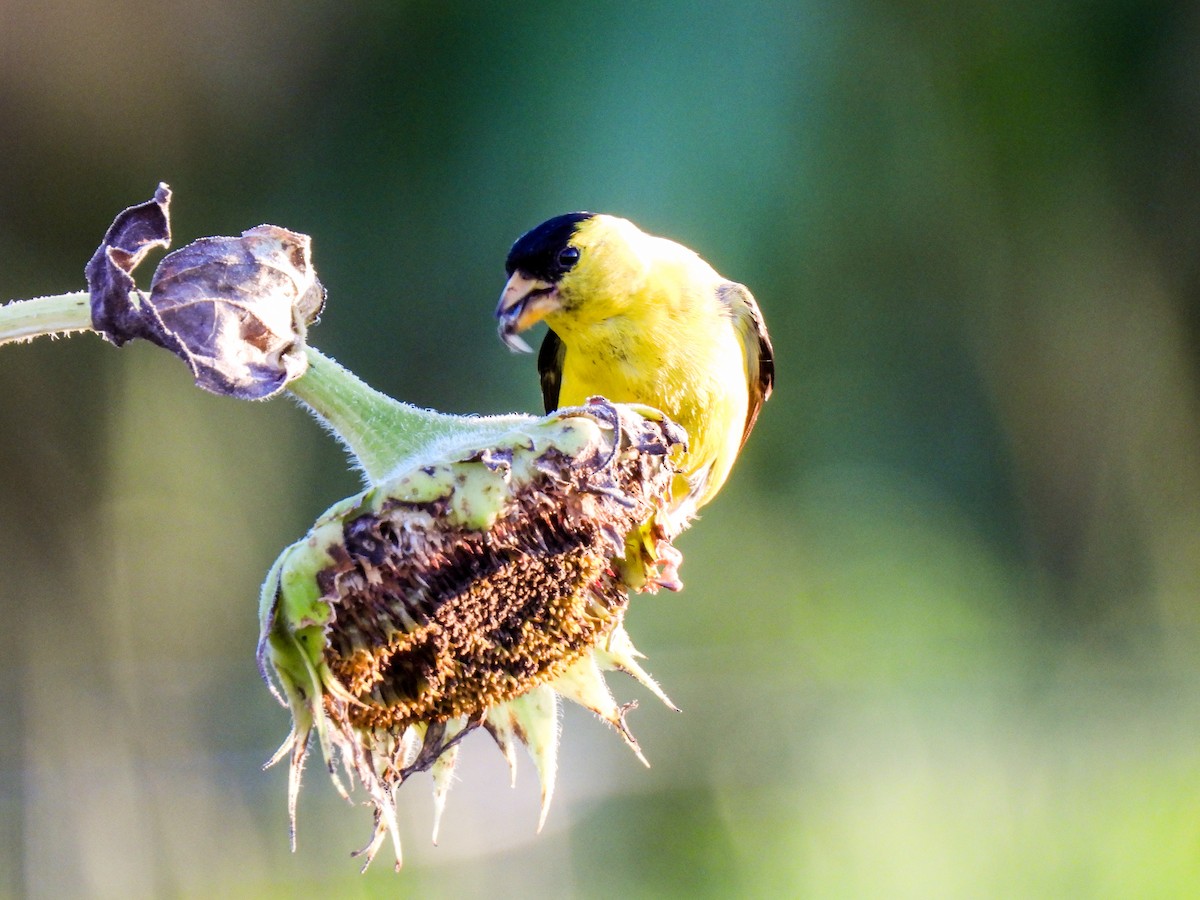 American Goldfinch - ML603565561