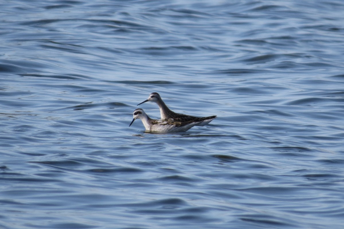 Falaropo Tricolor - ML603566461