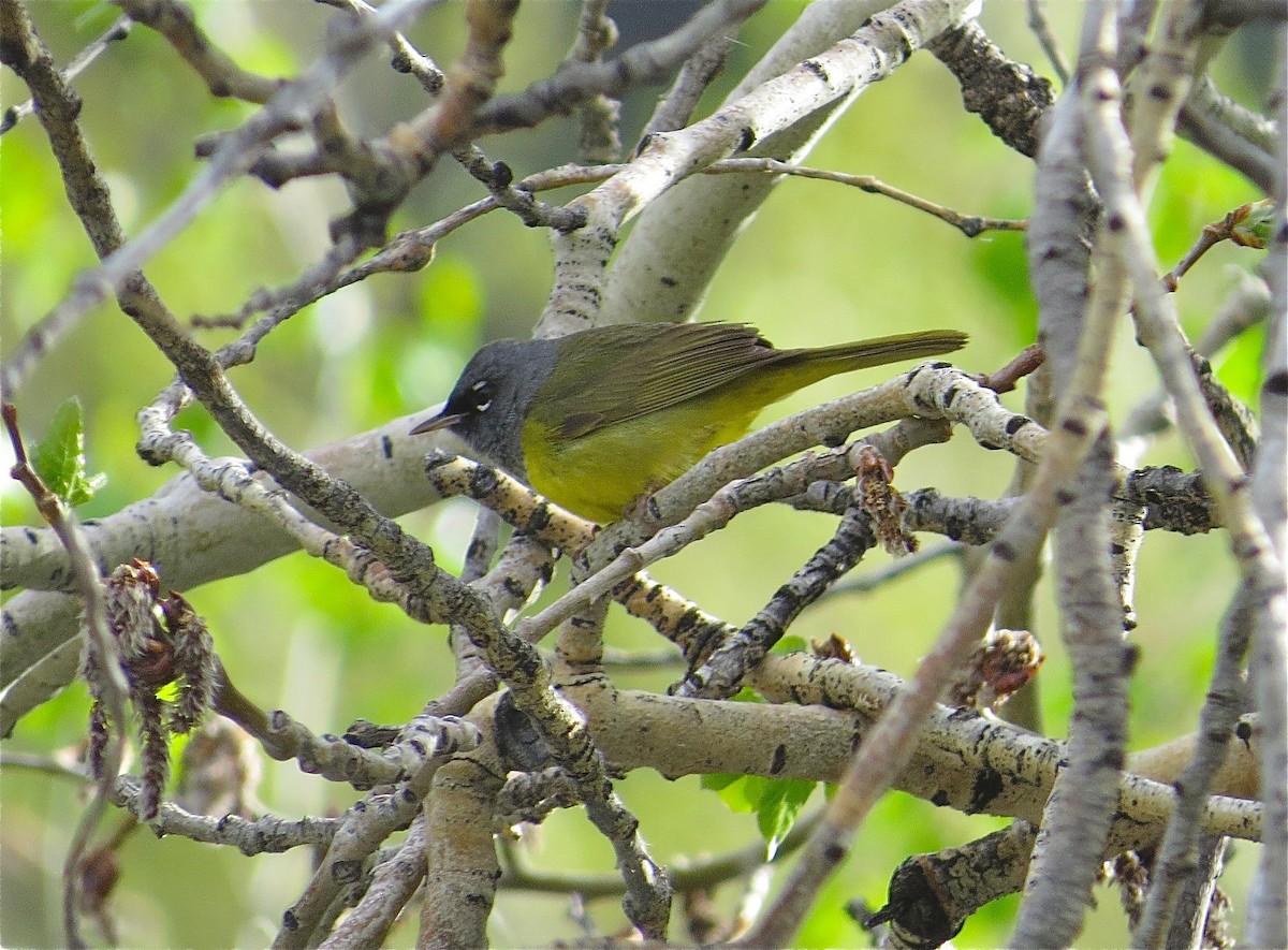 MacGillivray's Warbler - ML60356721