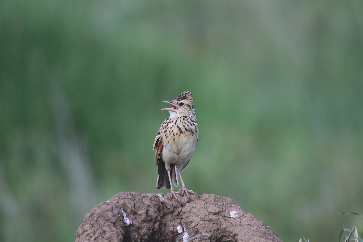 Rufous-naped Lark - ML603567241