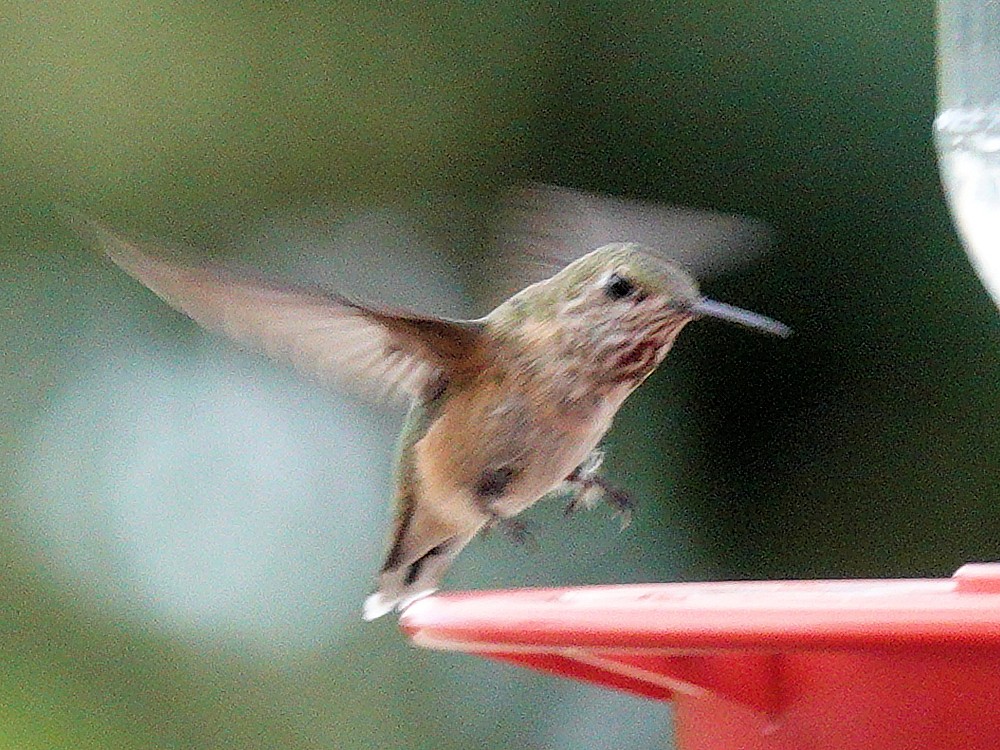 Calliope Hummingbird - ML603568251
