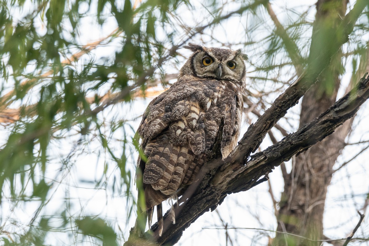 Great Horned Owl - Lisa Nasta