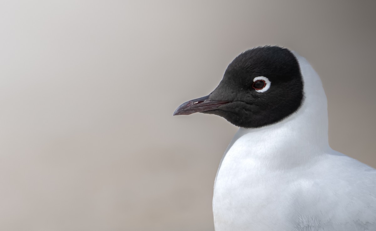 Andean Gull - ML603568891