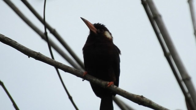 White-eared Jacamar - ML603569101