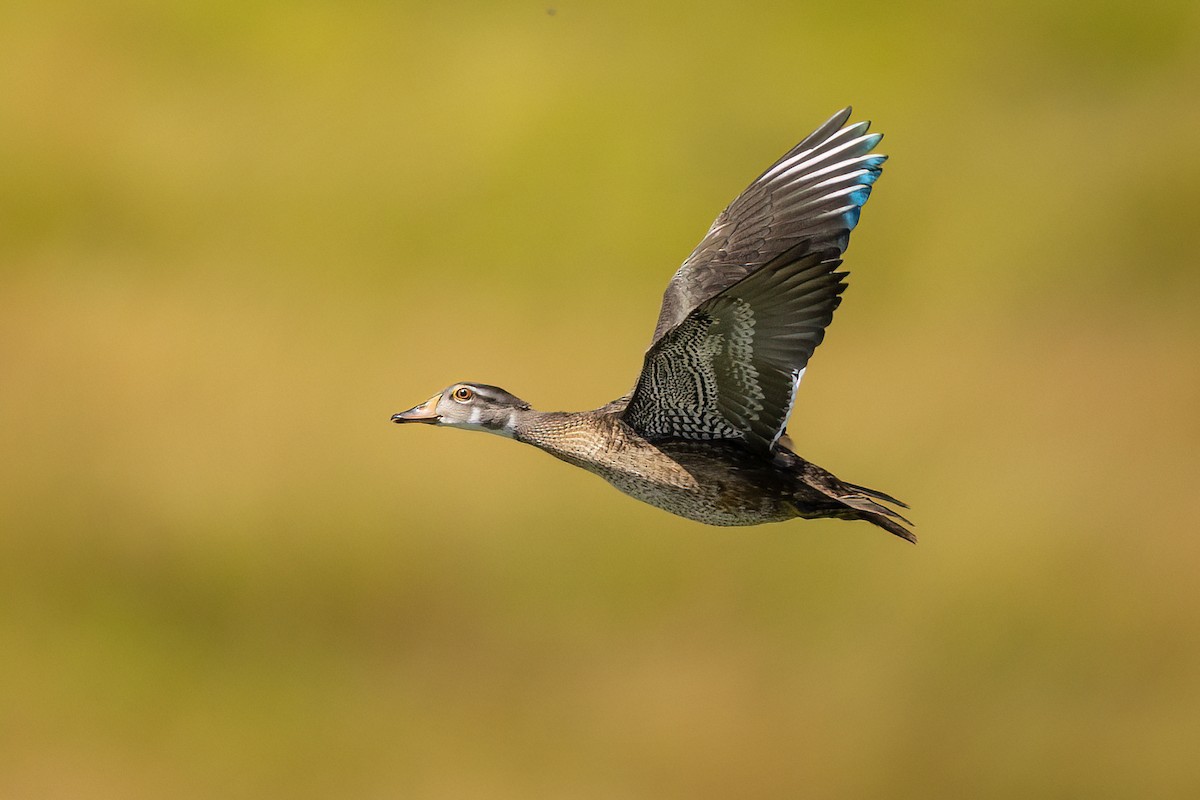 Wood Duck - ML603569181