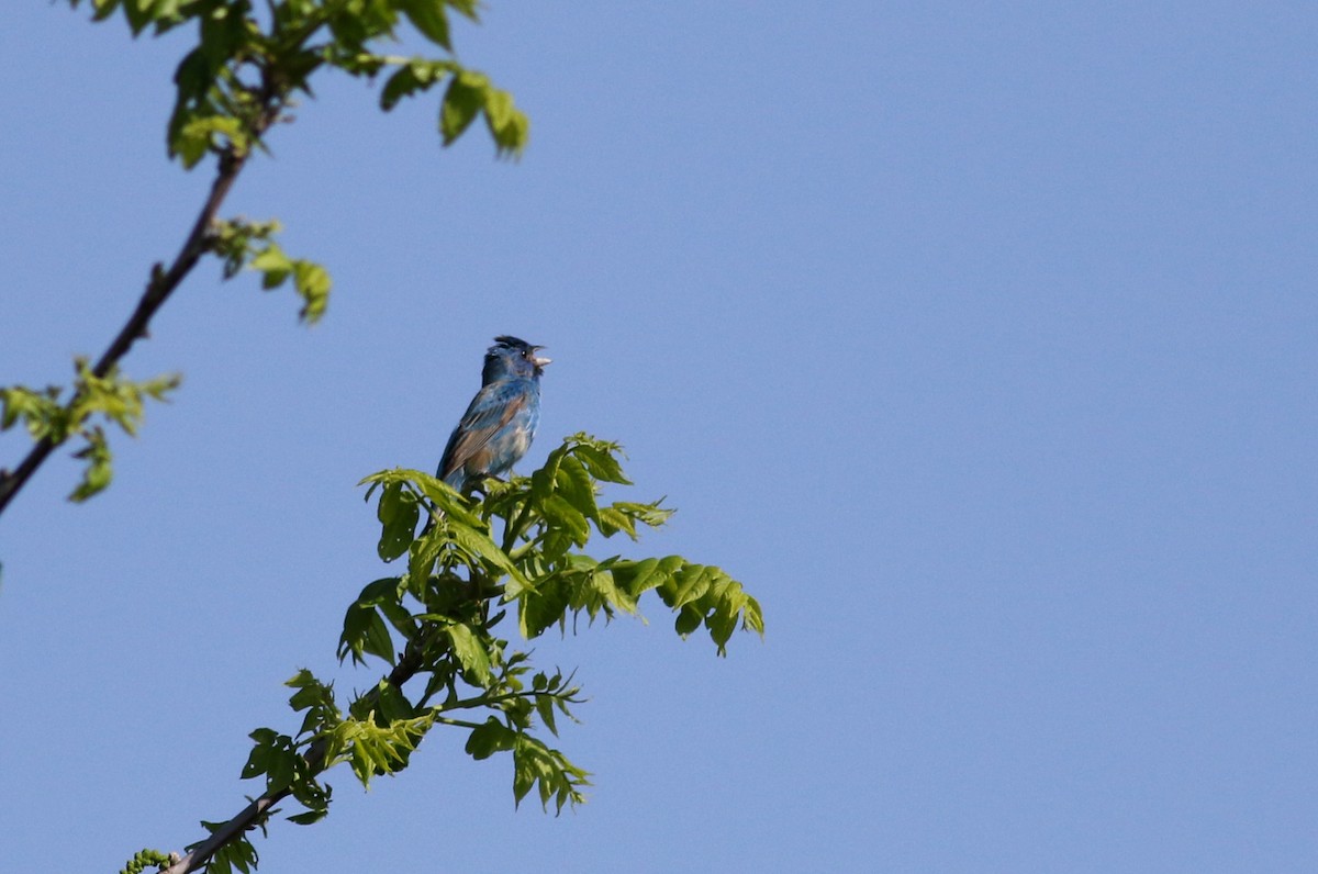 Indigo Bunting - ML60356921