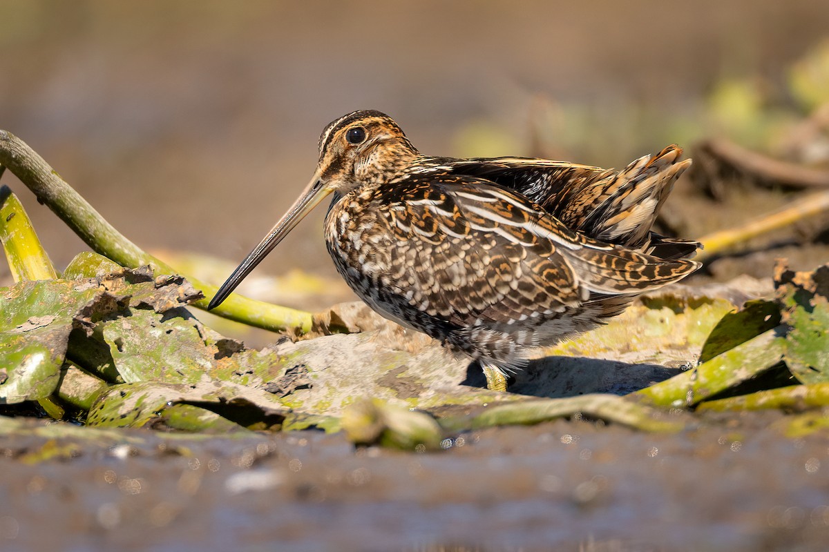 Wilson's Snipe - ML603569391